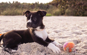 dog-beach-happy